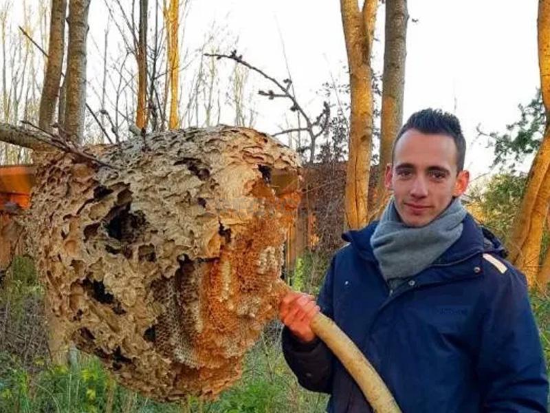 Seine et Marne Guêpes et Frelons